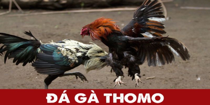 Đá gà Thomo sôi động và có quy mô chuyên nghiệp