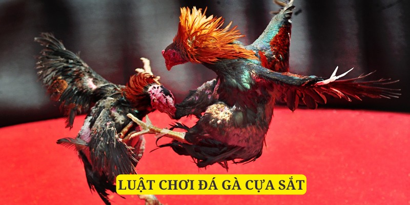 Luật chơi đá gà cựa sắt có những quy định chặt chẽ