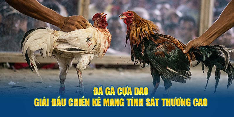 Yếu tố khiến bộ môn đá gà có cựa dao được yêu thích